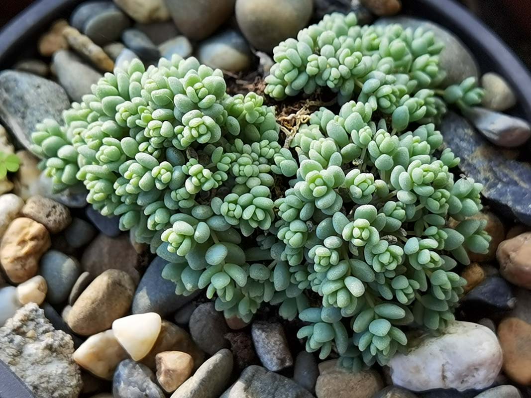 Sedum dasyphyllum